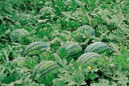 五一吃瓜网最新官网入口